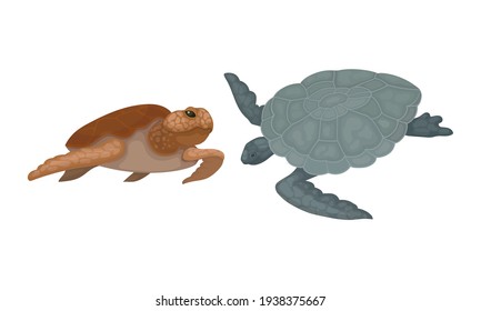 Schildkröten mit Bony Shell als Süßwasser-Testudin mit Fins Vector Set
