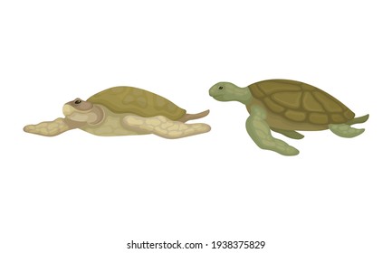 Schildkröten mit Bony Shell als Süßwasser-Testudin mit Fins Vector Set