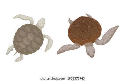 Schildkröten mit Bony Shell als Süßwasser-Testudin mit Fins Vector Set