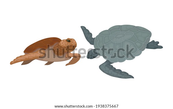 Turtles Bony Shell Freshwater Testudine Fins Stock Vector (Royalty Free ...