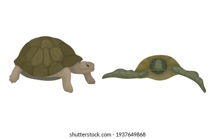 Turtles with Bony Shell as Land-dwelling and Sea-dwelling Specie Vector Set