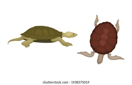 Turtles with Bony Shell as Land-dwelling and Sea-dwelling Specie Vector Set