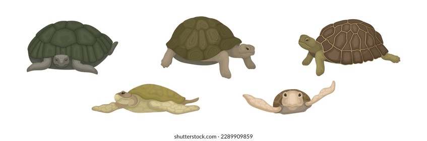 Tortugas con caparazón de Bony como conjunto de vectores de especies de viviendas terrestres y marinas