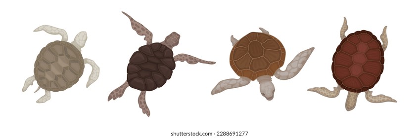 Tortugas con caparazón de huesos como conjunto de vectores de especies marinas
