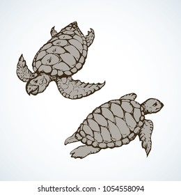Turtles isolated on backdrop. Freehand outline ink hand drawn picture sketchy in art scribble retro style pen on paper. Close-up top view with space for text