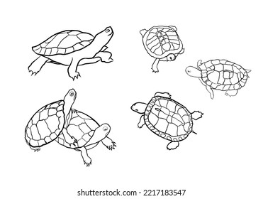 Turtles linear hand-drawing, contour vector illustration. Isolated on white background. Doodle of turtle