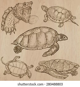 TURTLES (pack no.2) - Collection of an hand drawn vector illustrations. Each drawing comprise a few layers of lines, the colored background is isolated. Easy editable. (Name of species contained.)