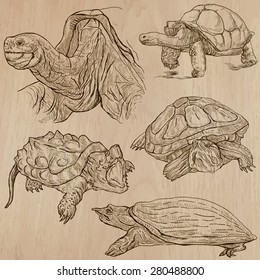 TURTLES (pack no.3) - Collection of an hand drawn vector illustrations. Each drawing comprise a few layers of lines, the colored background is isolated. Easy editable. (Name of species contained.)