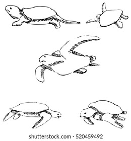 Turtles. Pencil sketch by hand