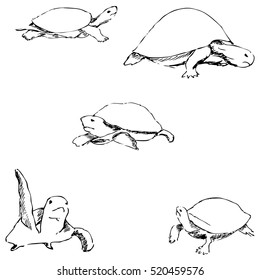 Turtles. Pencil sketch by hand