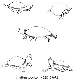 Turtles. Pencil sketch by hand