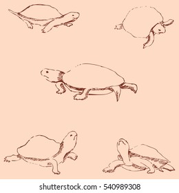 Turtles. Pencil sketch by hand. Vintage colors. Vector