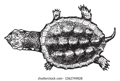 Turtles are reptiles of the order Testudines characterised by a special bony or cartilaginous shell developed from their ribs and acting as a shield, vintage line drawing or engraving illustration.