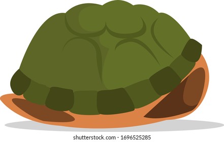 Turtles shell, illustration, vector on white background