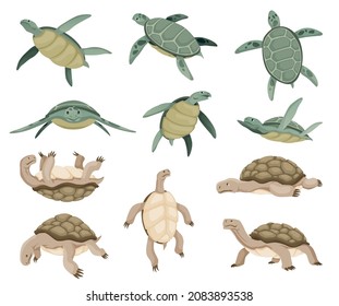 Tortugas en varias poses, colección de caracteres. Conjunto de tortugas marinas o oceánicas verdes y tortugas terrestres en diferentes acciones nadando y caminando. Animales silvestres en concha