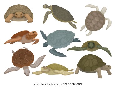 Turtles in various views set, tortoise reptile animals vector Illustration on a white background