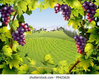 Tuscany landscape with grape vines and farm houses and fields ar the distance