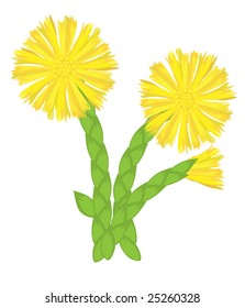 684 Tussilago farfara isolated Images, Stock Photos & Vectors ...