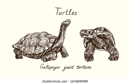 Tutles collection, Chelonoidis-nigra (Galápagos tortoise complex, Galápagos giant tortoise) side and front view collection, hand drawn doodle, drawing sketch in gravure style, vector illustration