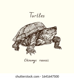 Tutles collection,  Chinemys reevesii (Mauremys reevesii, Chinese pond turtle, Chinese three-keeled pond turtle, Reeves' turtle), hand drawn doodle, drawing sketch in gravure style