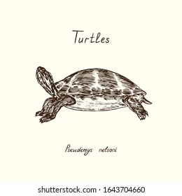 Tutles collection,  Pseudemys nelsoni  (Florida red-bellied cooter or  redbelly turtle), hand drawn doodle, drawing sketch in gravure style, vector illustration