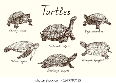 Tutles collection, Testudo horsfieldii, Macrochelys temminckii, Terrapene carolina, Terrapene coahuila, Pseudemys nelsoni, hand drawn doodle, drawing sketch in gravure style, vector illustration