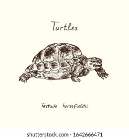 Tutles Collection Testudo Horsfieldii (Russian Tortoise, Agrionemys Horsfieldii, Afghan, Central Asian Or Horsfield's Tortoise, Four Clawed Tortoise) Hand Drawn Doodle, Drawing Sketch In Gravure Style