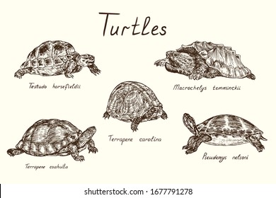 Tutles collection,Testudo horsfieldii, Macrochelys temminckii, Terrapene carolina, Terrapene coahuila, Pseudemys nelsoni, hand drawn doodle, drawing sketch in gravure style, vector illustration