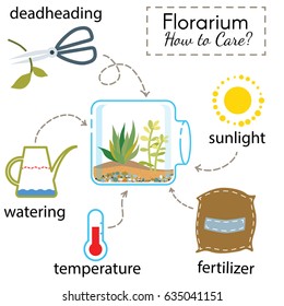 Tutorial how to care florarium. Succulents inside glass terrarium, elements for care florarium: deadheading, watering, temperature, fertilizer, sunlight. Vector illustration