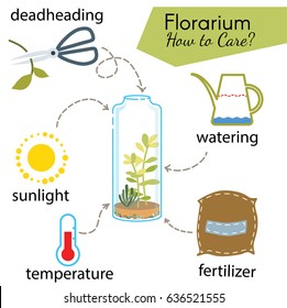 Tutorial how to care florarium. Succulents inside glass terrarium, elements for care florarium: deadheading, watering, temperature, fertilizer, sunlight. Vector illustration