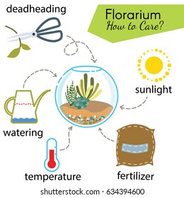 Tutorial how to care for potted plant. Succulents inside glass terrarium, elements for care florarium: deadheading, watering, temperature, fertilizer, sunlight. Vector illustration