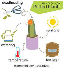 Tutorial how to care for potted plant. Succulents inside glass terrarium, elements for care florarium: deadheading, watering, temperature, fertilizer, sunlight. Vector illustration