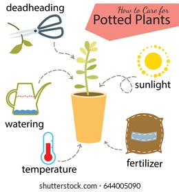 Tutorial how to care for potted plant. Succulents inside glass terrarium, elements for care florarium: deadheading, watering, temperature, fertilizer, sunlight. Vector illustration