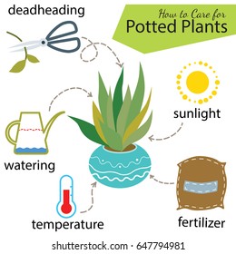 Tutorial how to care for potted plant. Succulents inside glass terrarium, elements for care florarium: deadheading, watering, temperature, fertilizer, sunlight. Vector illustration