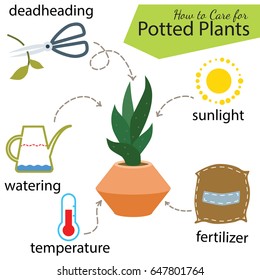 Tutorial how to care for potted plant. Succulents inside glass terrarium, elements for care florarium: deadheading, watering, temperature, fertilizer, sunlight. Vector illustration