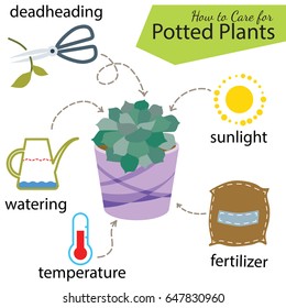 Tutorial how to care for potted plant. Succulents inside glass terrarium, elements for care florarium: deadheading, watering, temperature, fertilizer, sunlight. Vector illustration