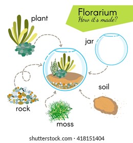 Tutorial how to make florarium. Succulents inside glass terrarium, elements for florarium: jar, plant, rocks, moss, soil. Vector illustration