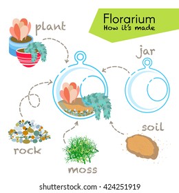 Tutorial how to make florarium. Succulents inside glass terrarium, elements for florarium: jar, plant, rocks, moss, soil. Vector illustration