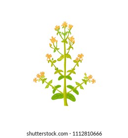 Tutsan herb plant vector isolated  on white
