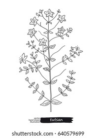 Tutsan isolated vector sketch