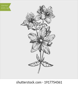 Tutsan plant background. Vector St. John's wort leaves and flowers illustration. Hand drawn Hypericum perforatum branch sketch. Officinalis, medicinal, cosmetic herb logo.