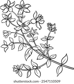 Tutsan Plant with Flowers Outline Illustration