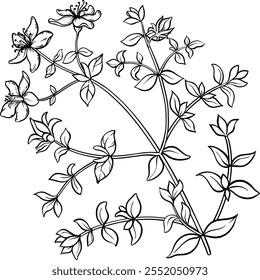 Tutsan Plant with Flowers Outline Illustration.