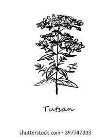 Tutsan sketch style. Vector illustration for your design 