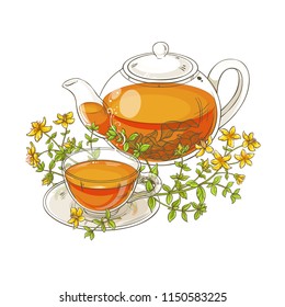 tutsan tea illustration