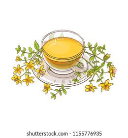 tutsan tea illustration