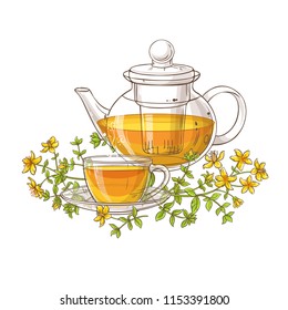 tutsan tea illustration on white background