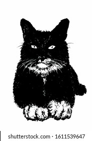 Tuxedo Cat: hand-sketched vector drawing without background