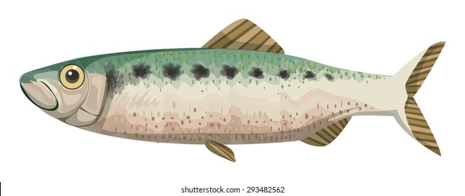 twaite shad (Alosa fallax) , fish in the Clupeidae family, vector illustration