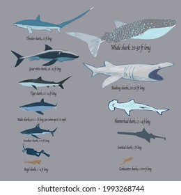 Twelve different species of sharks. Ranking in length from longes to shortest, whale shark, basking shark, thresher shark, great white, and more. Designed in vector file, can be scaled.